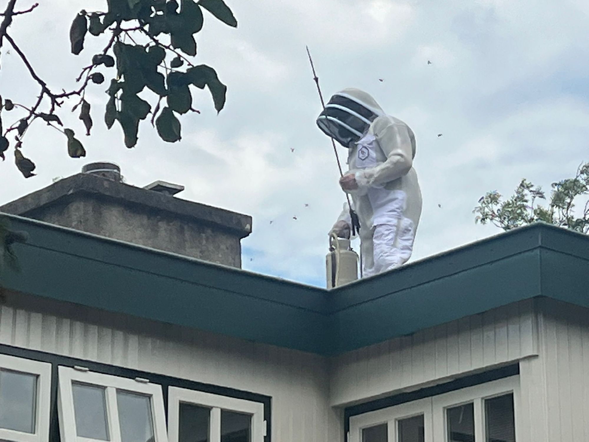 Aziatische Hoornaar projecten