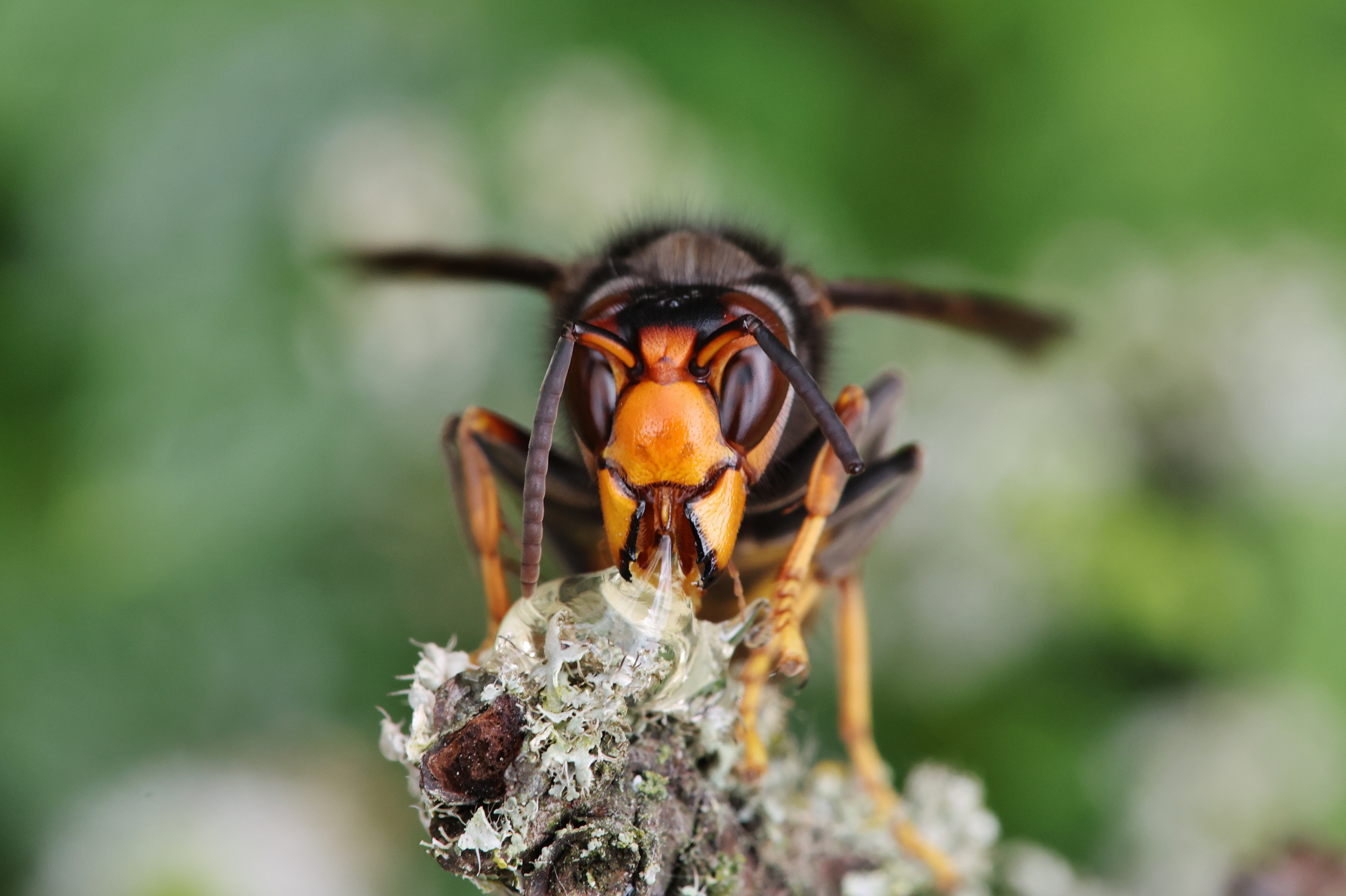 Aziatische Hoornaar gedrag